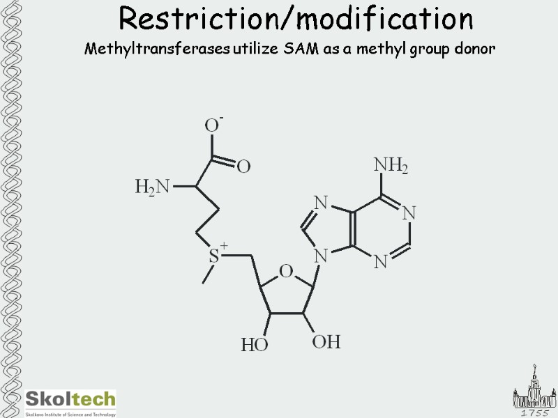 Restriction/modification Methyltransferases utilize SAM as a methyl group donor